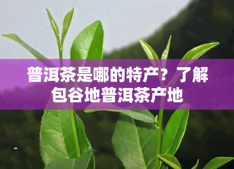 普洱茶是哪的特产？了解包谷地普洱茶产地