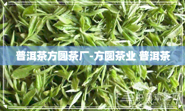 普洱茶方圆茶厂-方圆茶业 普洱茶