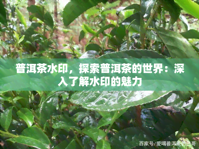 普洱茶水印，探索普洱茶的世界：深入了解水印的魅力