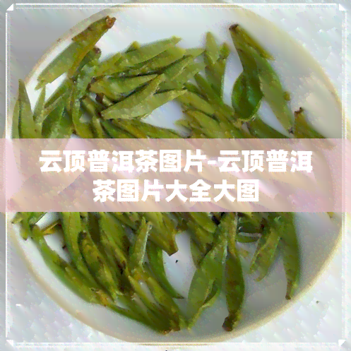 云顶普洱茶图片-云顶普洱茶图片大全大图