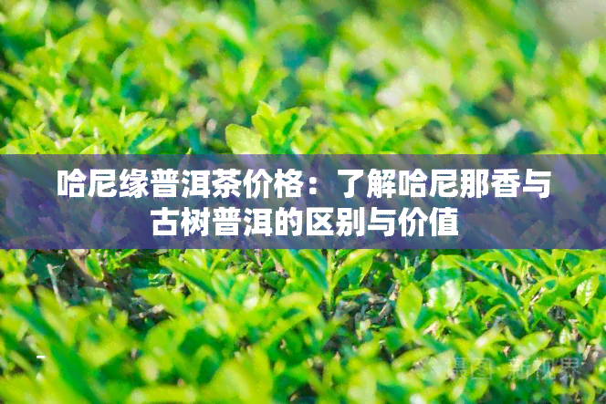 哈尼缘普洱茶价格：了解哈尼那香与古树普洱的区别与价值