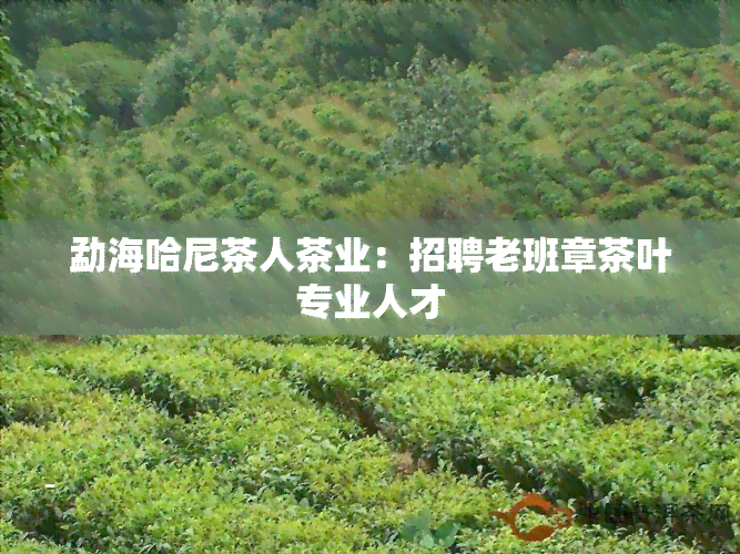 勐海哈尼茶人茶业：招聘老班章茶叶专业人才