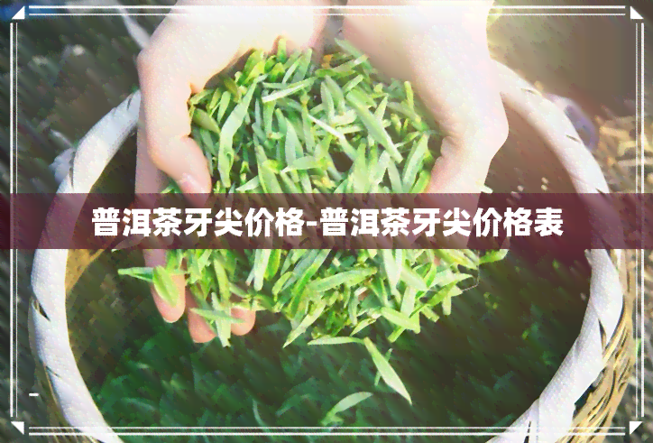 普洱茶牙尖价格-普洱茶牙尖价格表