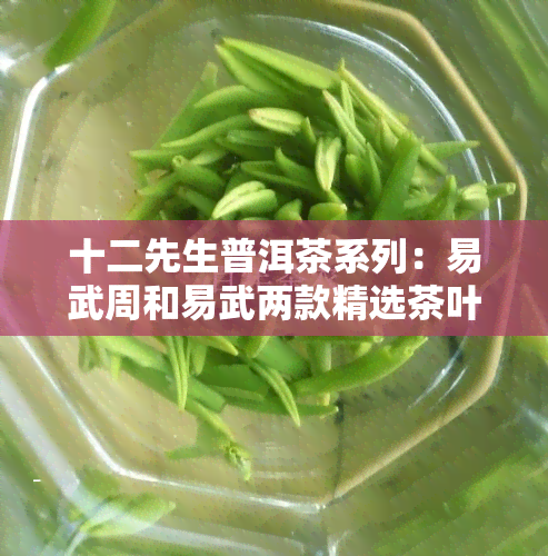 十二先生普洱茶系列：易武周和易武两款精选茶叶