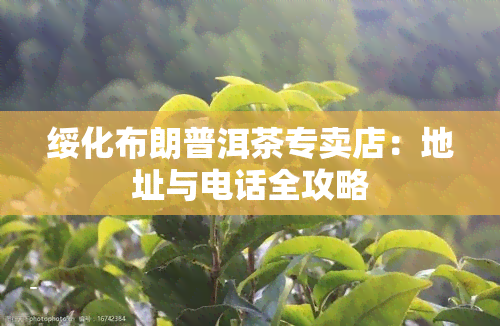 绥化布朗普洱茶专卖店：地址与电话全攻略