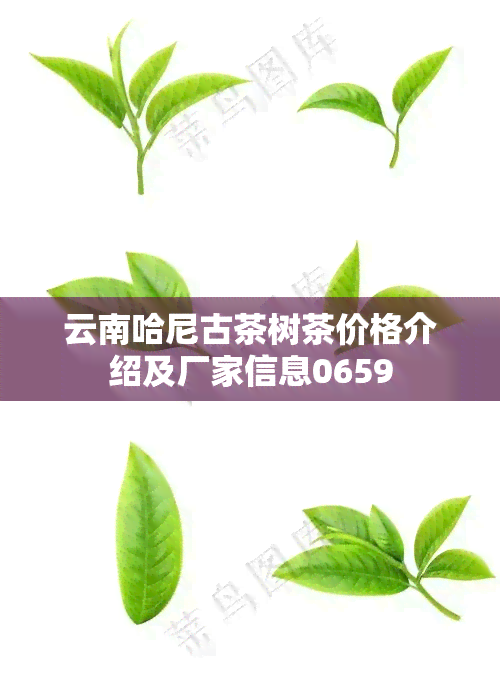 云南哈尼古茶树茶价格介绍及厂家信息0659