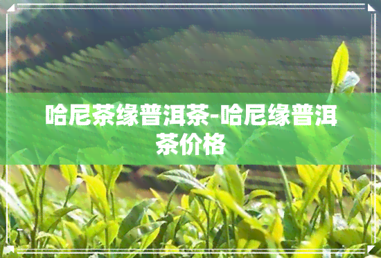 哈尼茶缘普洱茶-哈尼缘普洱茶价格