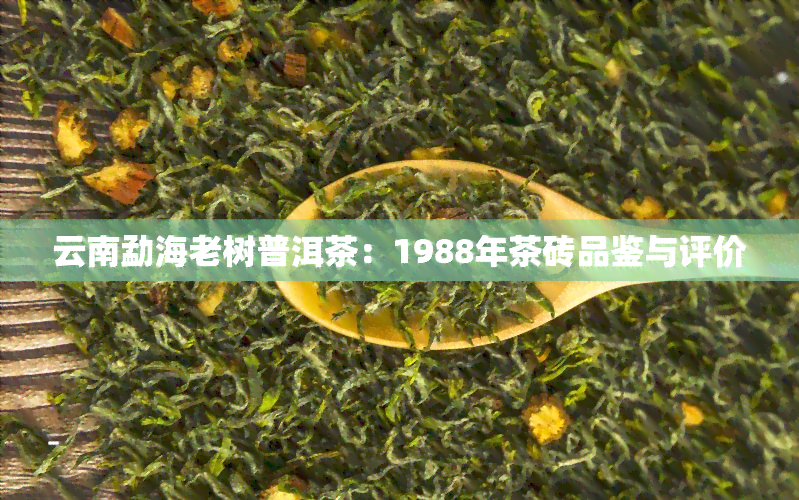 云南勐海老树普洱茶：1988年茶砖品鉴与评价