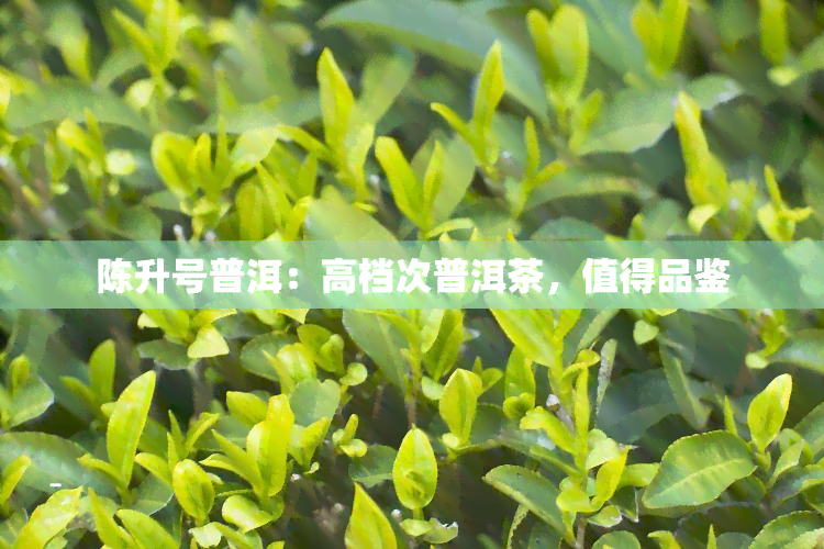 陈升号普洱：高档次普洱茶，值得品鉴