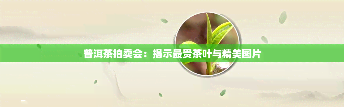 普洱茶拍卖会：揭示最贵茶叶与精美图片