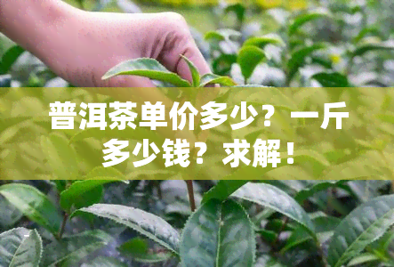 普洱茶单价多少？一斤多少钱？求解！