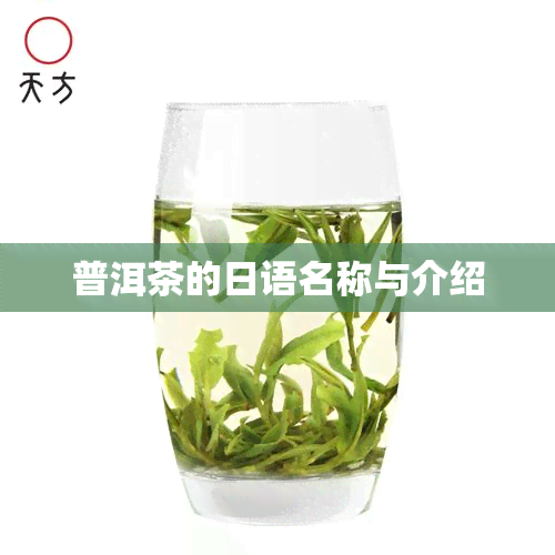 普洱茶的日语名称与介绍