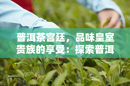 普洱茶宫廷，品味皇室贵族的享受：探索普洱茶宫廷的历与文化