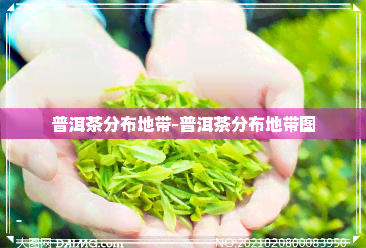 普洱茶分布地带-普洱茶分布地带图