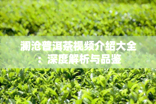 澜沧普洱茶视频介绍大全：深度解析与品鉴