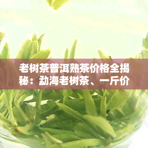 老树茶普洱熟茶价格全揭秘：勐海老树茶、一斤价多少？