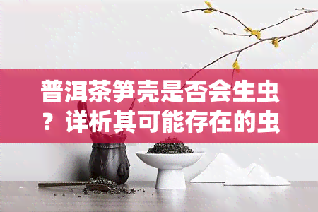 普洱茶笋壳是否会生虫？详析其可能存在的虫害问题