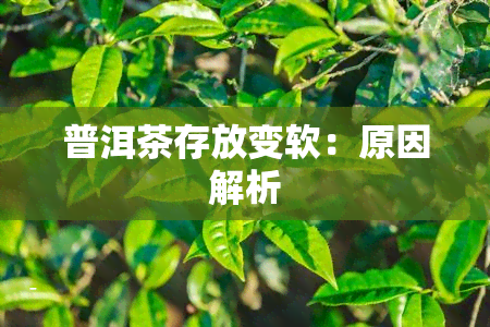 普洱茶存放变软：原因解析