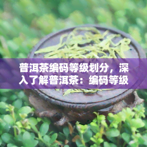 普洱茶编码等级划分，深入了解普洱茶：编码等级划分详解