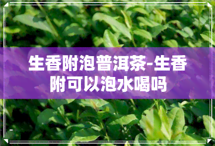 生香附泡普洱茶-生香附可以泡水喝吗