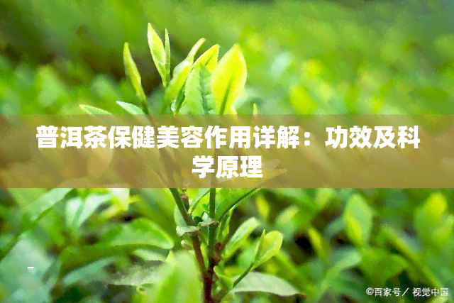 普洱茶保健美容作用详解：功效及科学原理