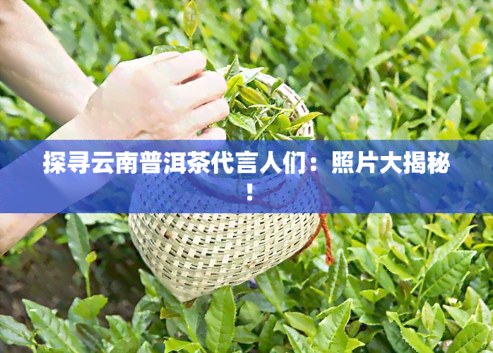 探寻云南普洱茶代言人们：照片大揭秘！