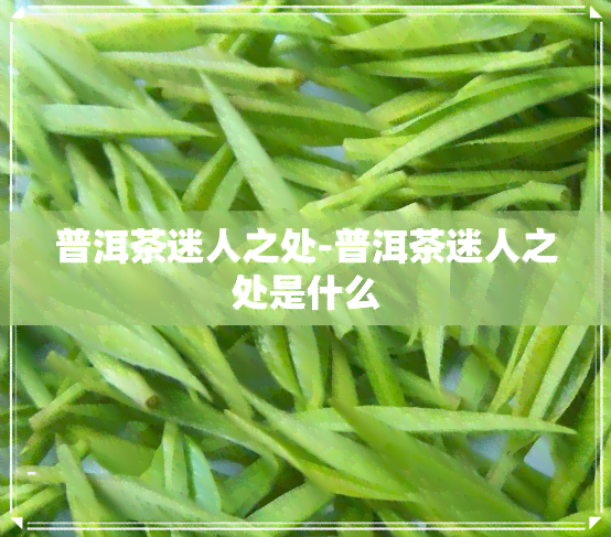 普洱茶迷人之处-普洱茶迷人之处是什么