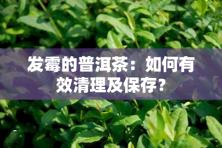 发霉的普洱茶：如何有效清理及保存？