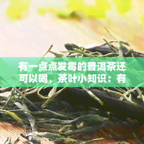 有一点点发霉的普洱茶还可以喝，茶叶小知识：有点发霉的普洱茶还能不能喝？