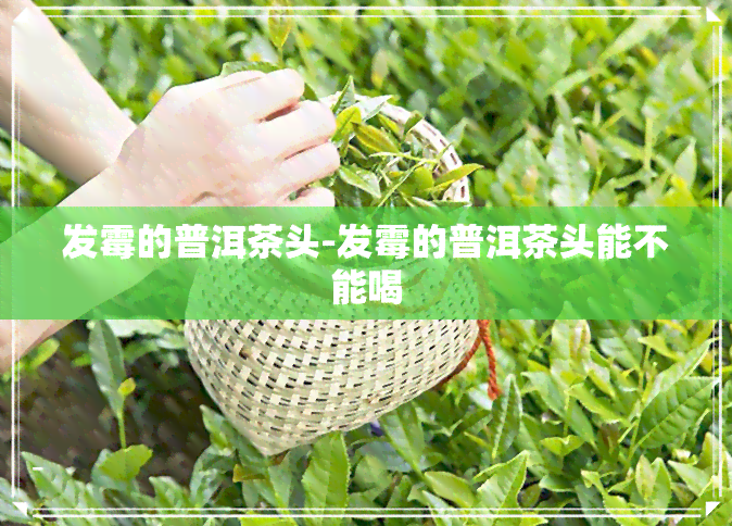 发霉的普洱茶头-发霉的普洱茶头能不能喝