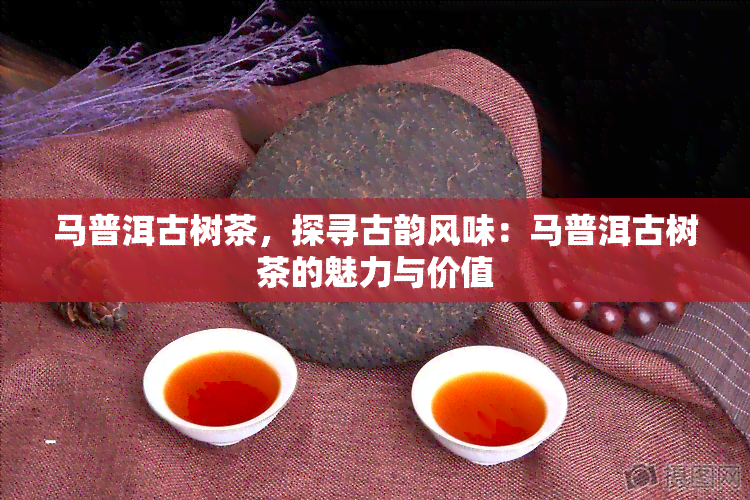 马普洱古树茶，探寻古韵风味：马普洱古树茶的魅力与价值