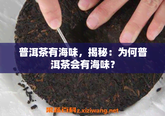 普洱茶有海味，揭秘：为何普洱茶会有海味？