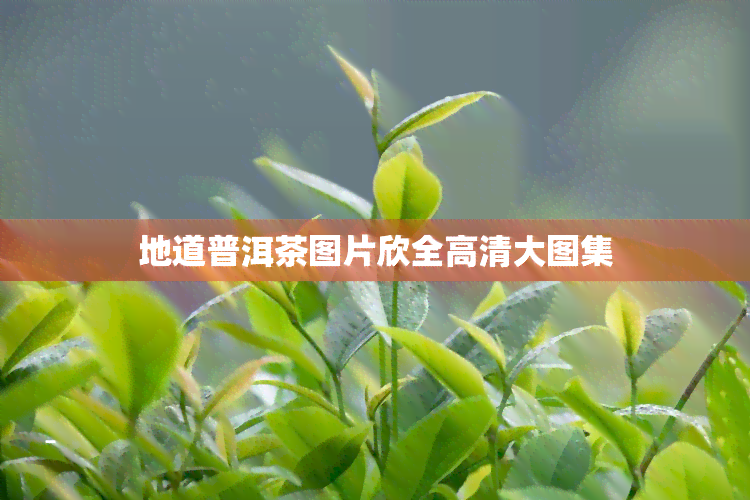 地道普洱茶图片欣全高清大图集