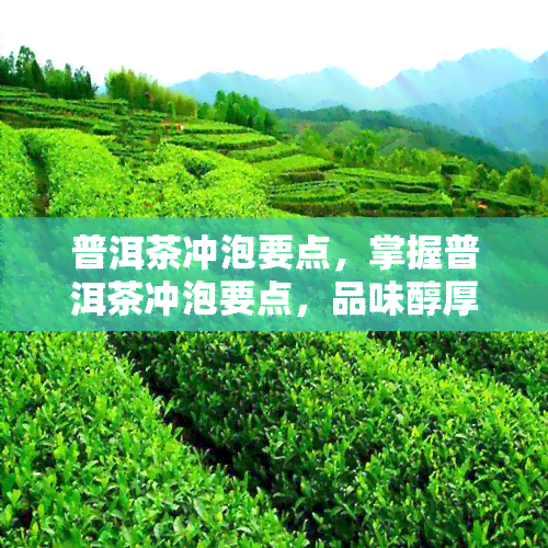 普洱茶冲泡要点，掌握普洱茶冲泡要点，品味醇厚茶香