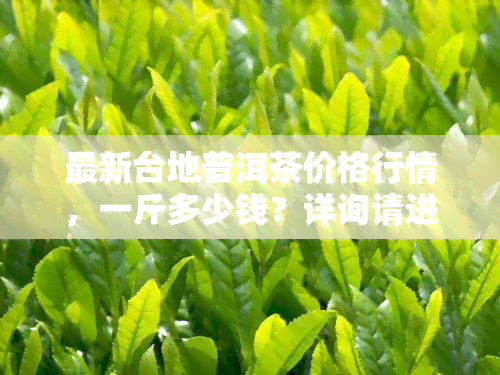 最新台地普洱茶价格行情，一斤多少钱？详询请进！