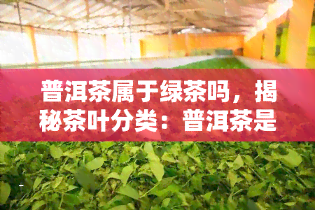 普洱茶属于绿茶吗，揭秘茶叶分类：普洱茶是否属于绿茶？