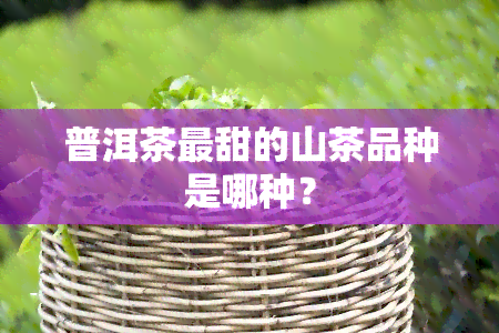 普洱茶最甜的山茶品种是哪种？