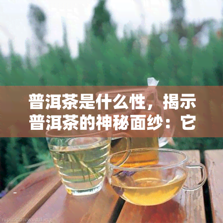 普洱茶是什么性，揭示普洱茶的神秘面纱：它属于什么性质？