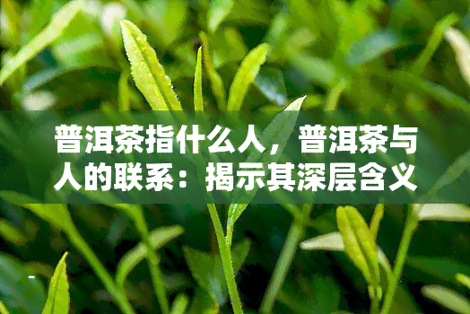 普洱茶指什么人，普洱茶与人的联系：揭示其深层含义