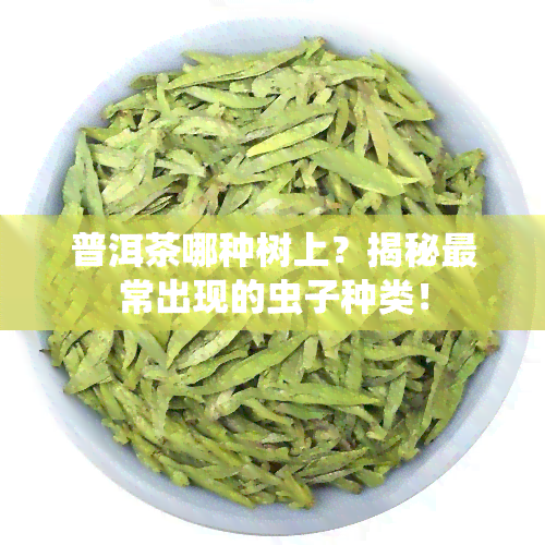 普洱茶哪种树上？揭秘最常出现的虫子种类！