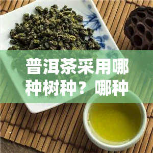 普洱茶采用哪种树种？哪种树种制作的普洱茶？比较适合的普洱茶树种有哪些？