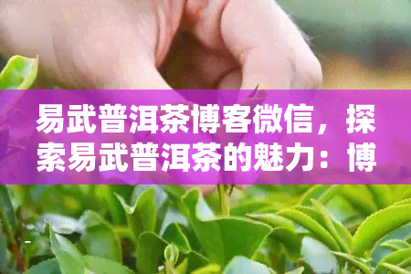 易武普洱茶博客微信，探索易武普洱茶的魅力：博客与微信的双重体验