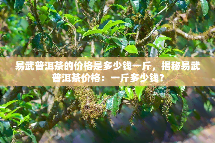 易武普洱茶的价格是多少钱一斤，揭秘易武普洱茶价格：一斤多少钱？