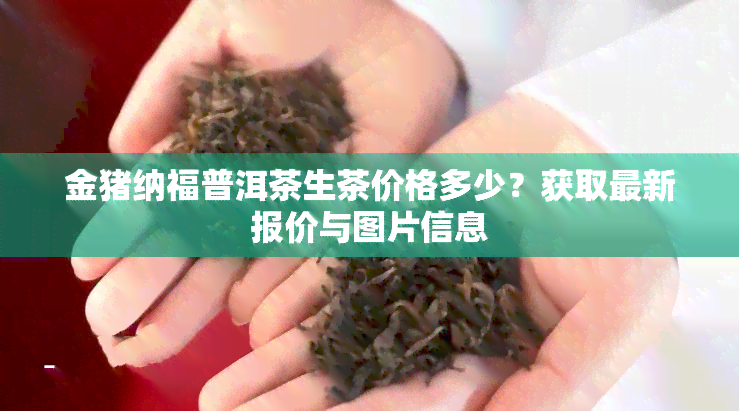 金猪纳福普洱茶生茶价格多少？获取最新报价与图片信息