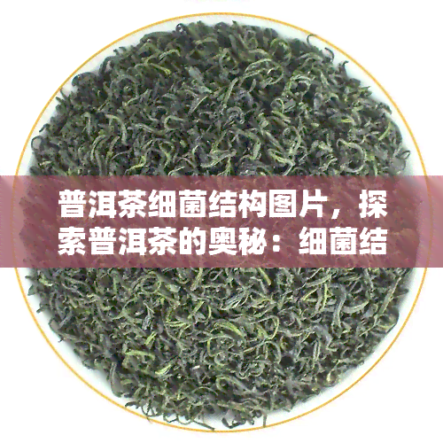 普洱茶细菌结构图片，探索普洱茶的奥秘：细菌结构图片揭示茶叶发酵的秘密