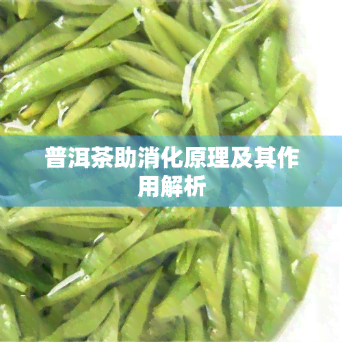 普洱茶助消化原理及其作用解析