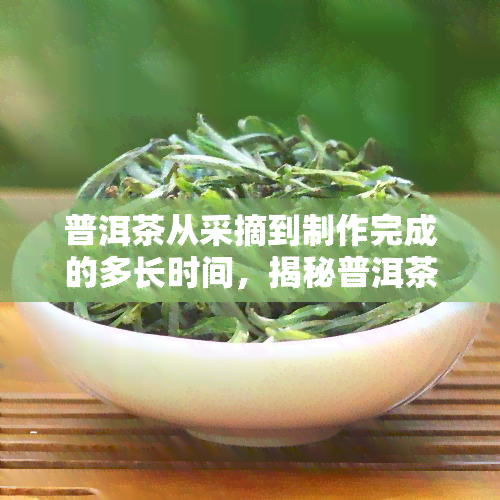 普洱茶从采摘到制作完成的多长时间，揭秘普洱茶的制作过程：从采摘到成品需要多长时间？