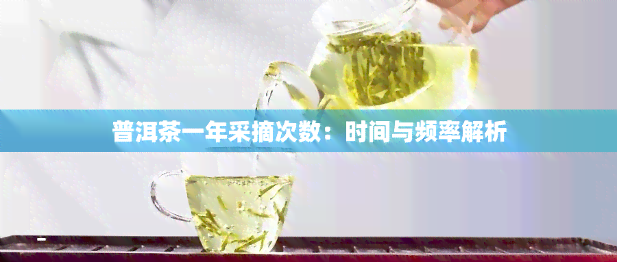 普洱茶一年采摘次数：时间与频率解析