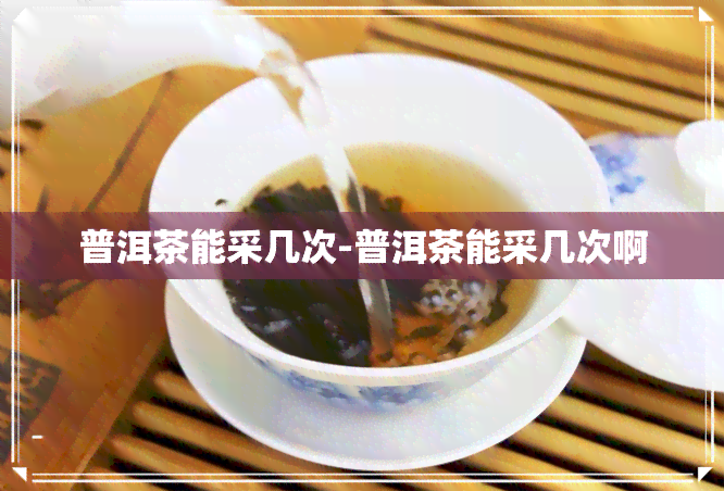 普洱茶能采几次-普洱茶能采几次啊