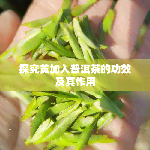 探究黄加入普洱茶的功效及其作用